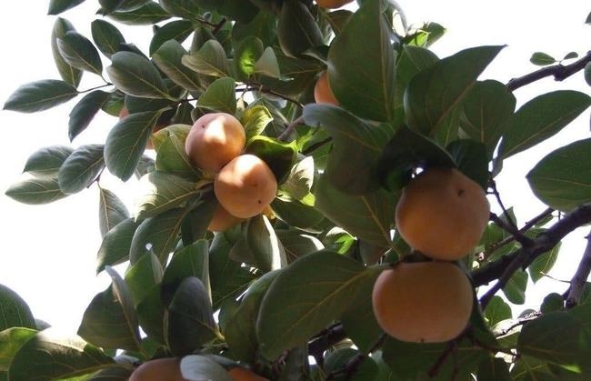 柿子树开花不结果的原因有哪些呢 要怎么样解决呢