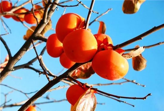 从杭州出发1h直达 这里藏着浙江最美的银杏之乡,还有...