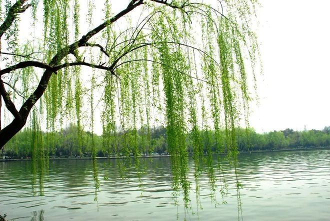 岁时草木记⑨ 感伤不悲伤 春天的柳树不止依依垂地一种