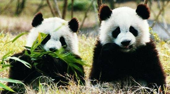 苏格兰爱丁堡动物园大熊猫将回归中国