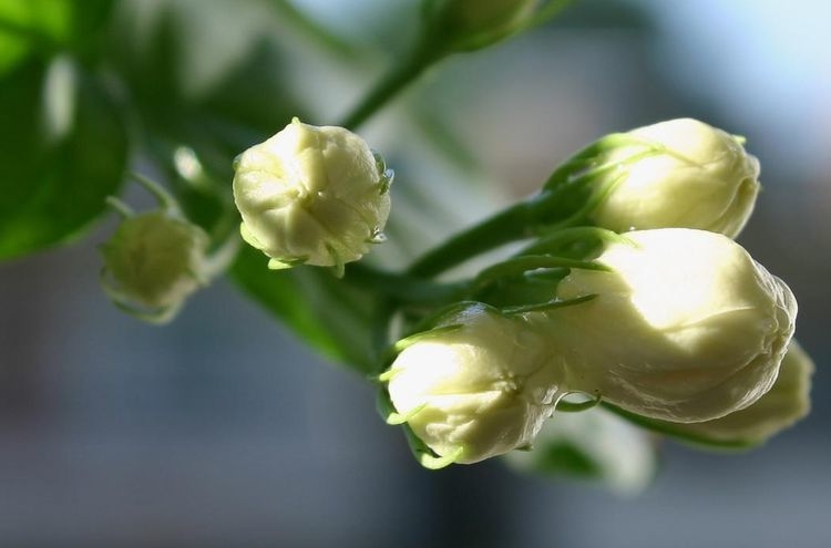 三种花不适合新手养,虽然很好看,可是难养活