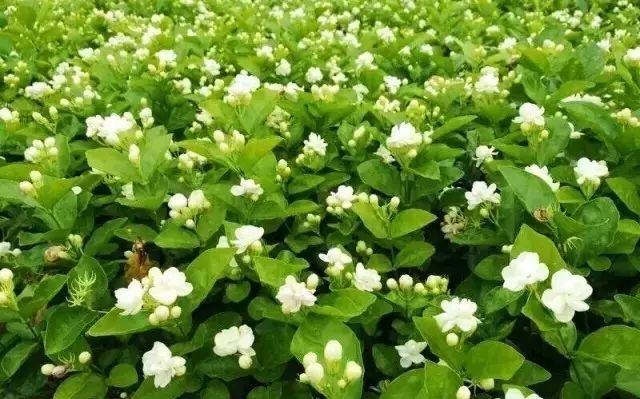 等你,在这花开月正圆的金秋